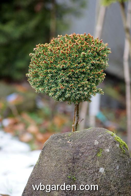 wbgarden dwarf conifers 30.JPG